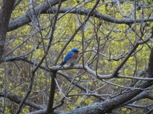 Lee Borden of southwestern New Hampshire got this shot of a bluebird in the backyard.