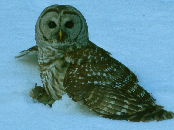 Lynn Kossakoski of New Hampshire got this great shot of a barred owl with a chipmunk.