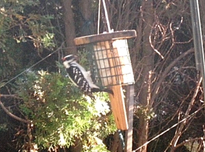 Here's a downy woodpecker photo submitted by William Kenney.