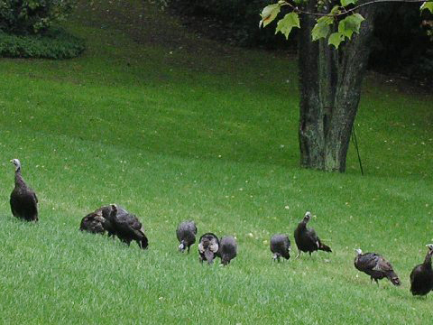 Dr. Robert Weiss of Westport, CT, sent in this photo of some visitors to his yard. No coincidence that I'm posting this the day before Thanksgiving. Thanks Bob.