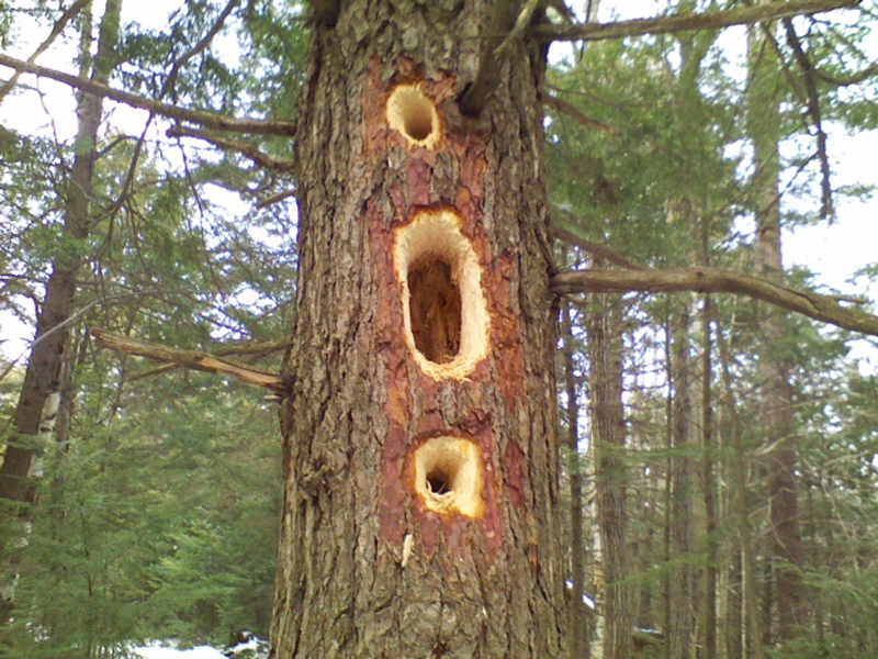 Julie Parrott of Alstead, NH, grabbed this photo of the handiwork of a Pileated Woodpecker while walking in the New Hampshire woods.