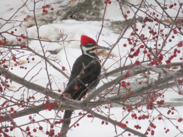 Peter Wells of New Hampshire got this photo of a Pileated Woodpecker in a bush among winter berries.