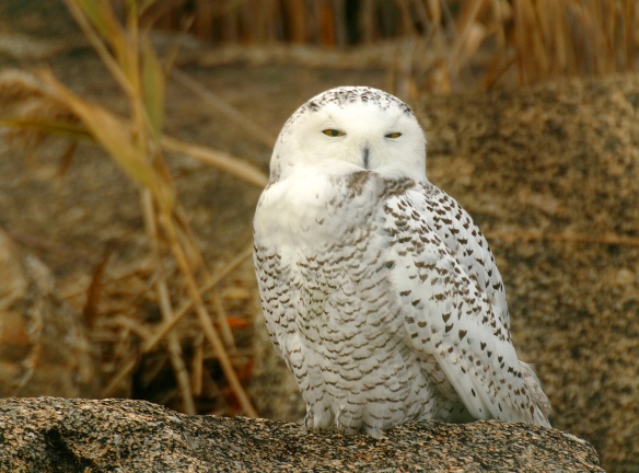 Photo by Chris Bosak A Snowy Owl sits on a rock on an island off the coast of Norwalk in November 2008.