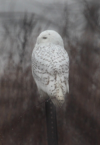 Photo by Chris Bosak A Snowy Owl perches on a fence post at Sherwood Island State Park in Westport on Monday, Dec. 23, 2013.