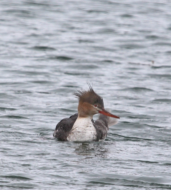 Photo by Chris Bosak A female Red-breasted Merganser swims in Norwalk Harbor in this March 2014 photo.