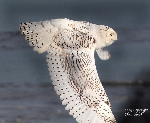 Photo by Chris Bosak A Snowy Owl flies across the beach at The Coastal Center at Milford Point in early March 2014.