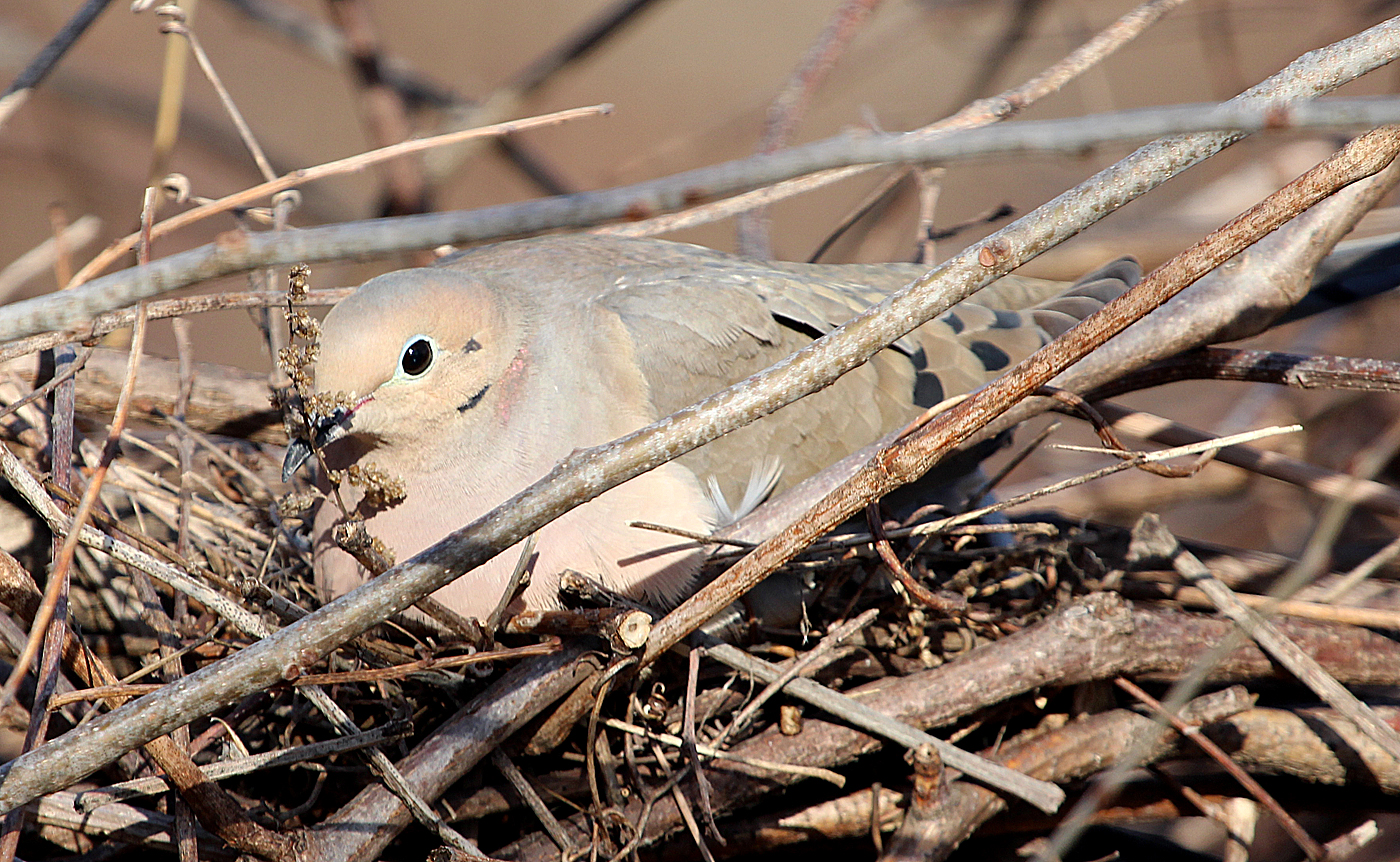 Photo by Chris Bosak A Mourning Dove sits on a nest at Oyster Shell Park in Norwalk, CT., April 1014.