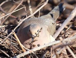 Photo by Chris Bosak A Mourning Dove sits on a nest at Oyster Shell Park in Norwalk, CT., April 1014.