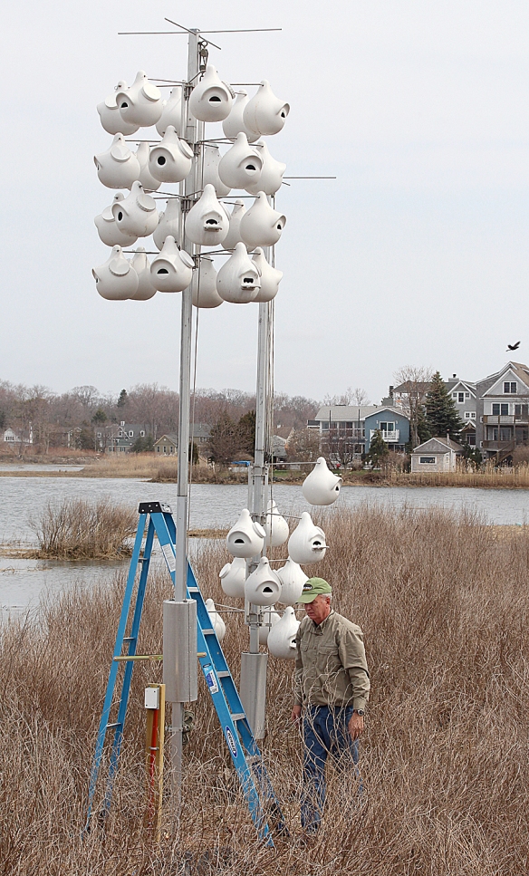 Contributed photo Milan Bull, Senior Director of Science and Conservation at Connecticut Audubon, sets up the Purple Martin gourds at the Coastal Center at Milford Point on Monday, April 14, 2014.