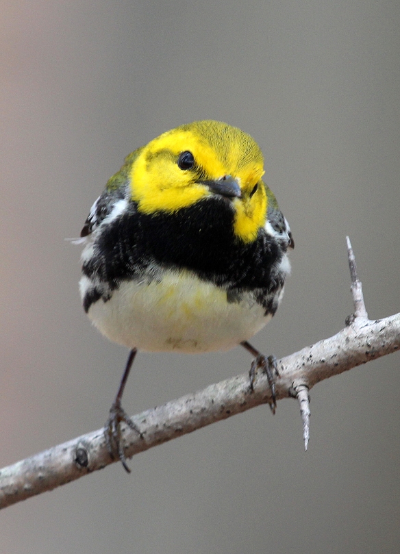 Photo by Chris Bosak A Black-throated Green Warbler perches in a tree at Selleck's/Dunlap Woods on Sunday, May 4, 2014.