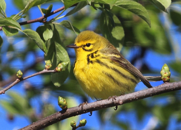 Photo by Chris Bosak A Prairie Warbler perches in a tree at Selleck's/Dunlap Woods on May 5, 2014.