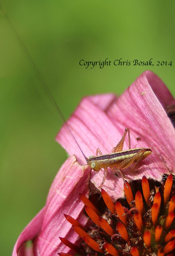 Photo by Chris bosak Small grasshopper in meadow property of Darien Land Trust. 