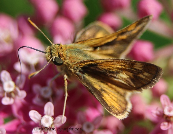 Photo by Chris Bosak Skipper butterfly at meadow property of Darien Land Trust, summer 2013.