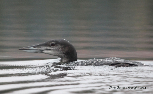 Photo by Chris Bosak A Common Loon at a pond in northern New Hampshire, Oct. 2014. This loon is transitioning between summer and winter plumage.