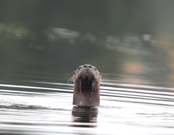 Photo by Chris Bosak A River Otter looks around a small pond in northern New Hampshire, Oct. 2014.