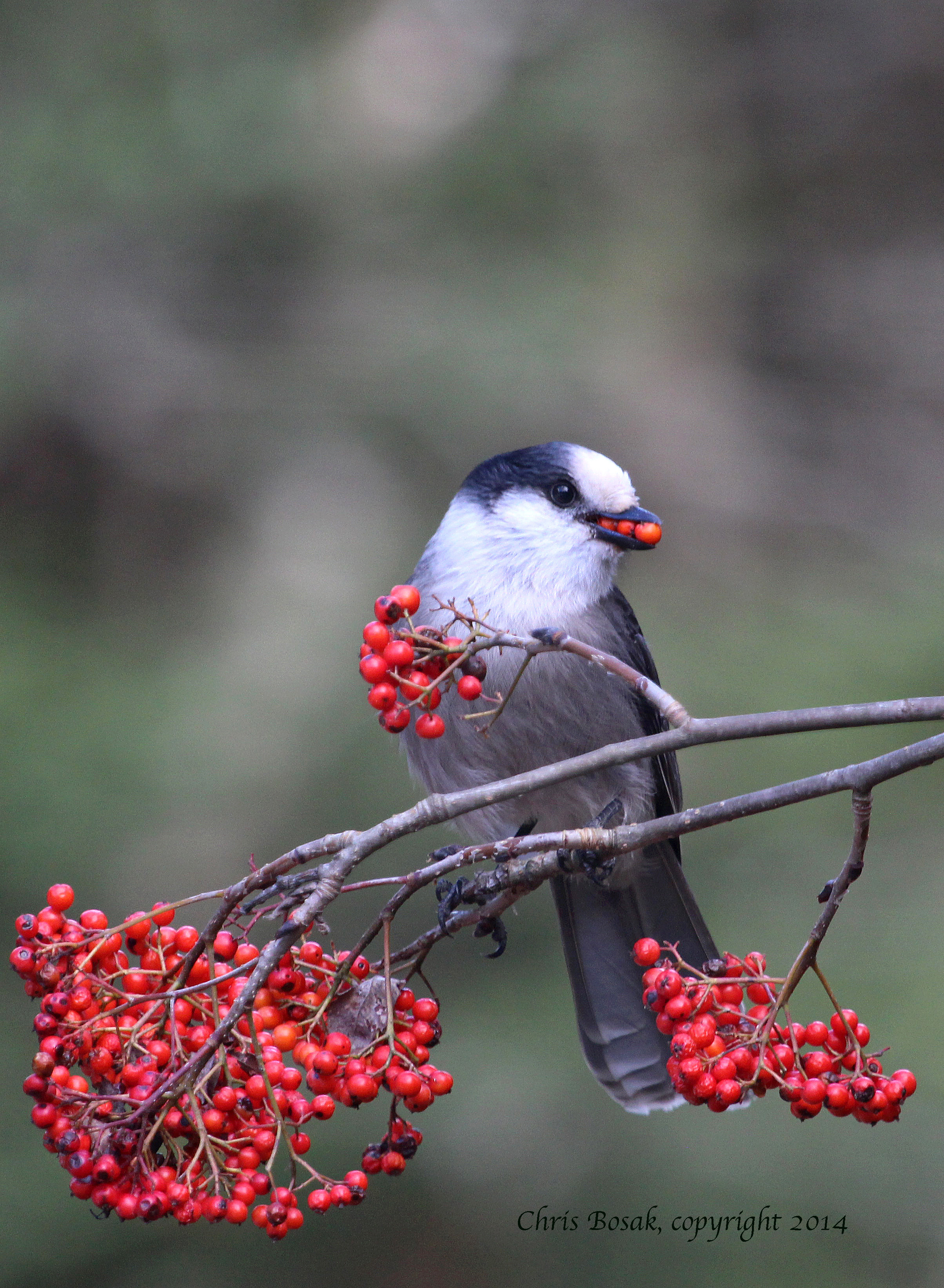 Photo by Chris Bosak Gray Jay with berries, northern New Hampshire, fall 2013.