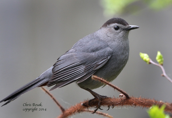 Photo by Chris Bosak A Gray Catbird perches on a thorny branch in Selleck's/Dunlap Woods in summer 2014.