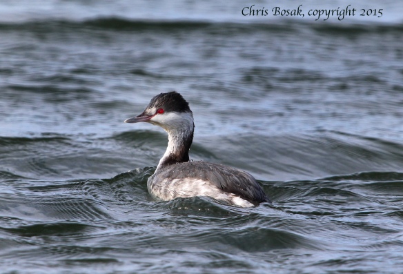 Photo by Chris Bosak A Horned Grebe swims in Long Island Sound off the coast of Darien, Conn., Jan. 2015.