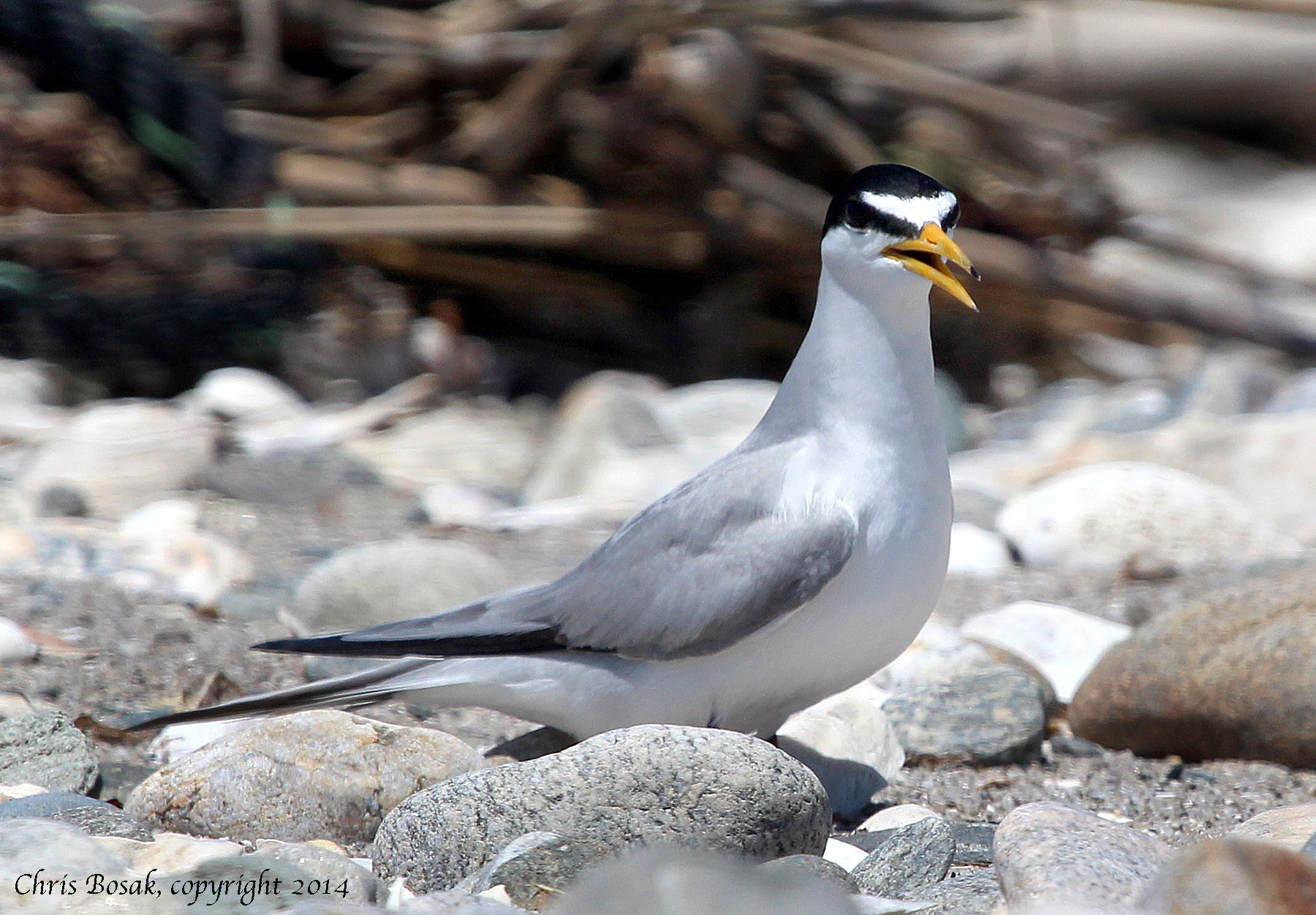 Photo by Chris Bosak A Least Tern sits among the rocks at the beach at Connecticut Audubon's Coastal Center at Milford Point in spring 2014.