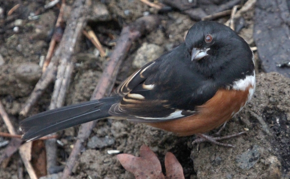 Photo by Chris Bosak An Eastern Towhee searches a garden for food in Jan. 2015.