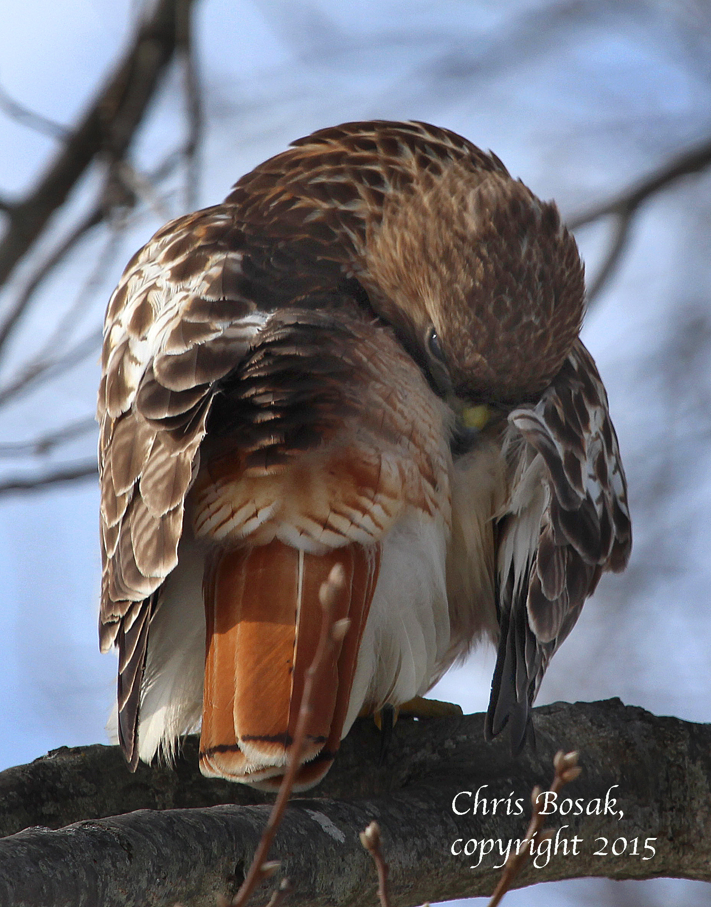 Photo by Chris Bosak A Red-tailed hawk preens at Weed Beach in Darien, Conn., January 2015.