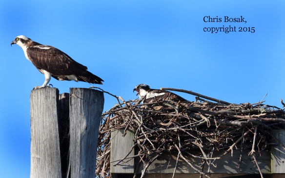 Photo by Chris Bosak An adult Osprey sits on a piling (left) as a first-year Osprey sits in a nest off the coast of Norwalk, Conn., summer 2015.