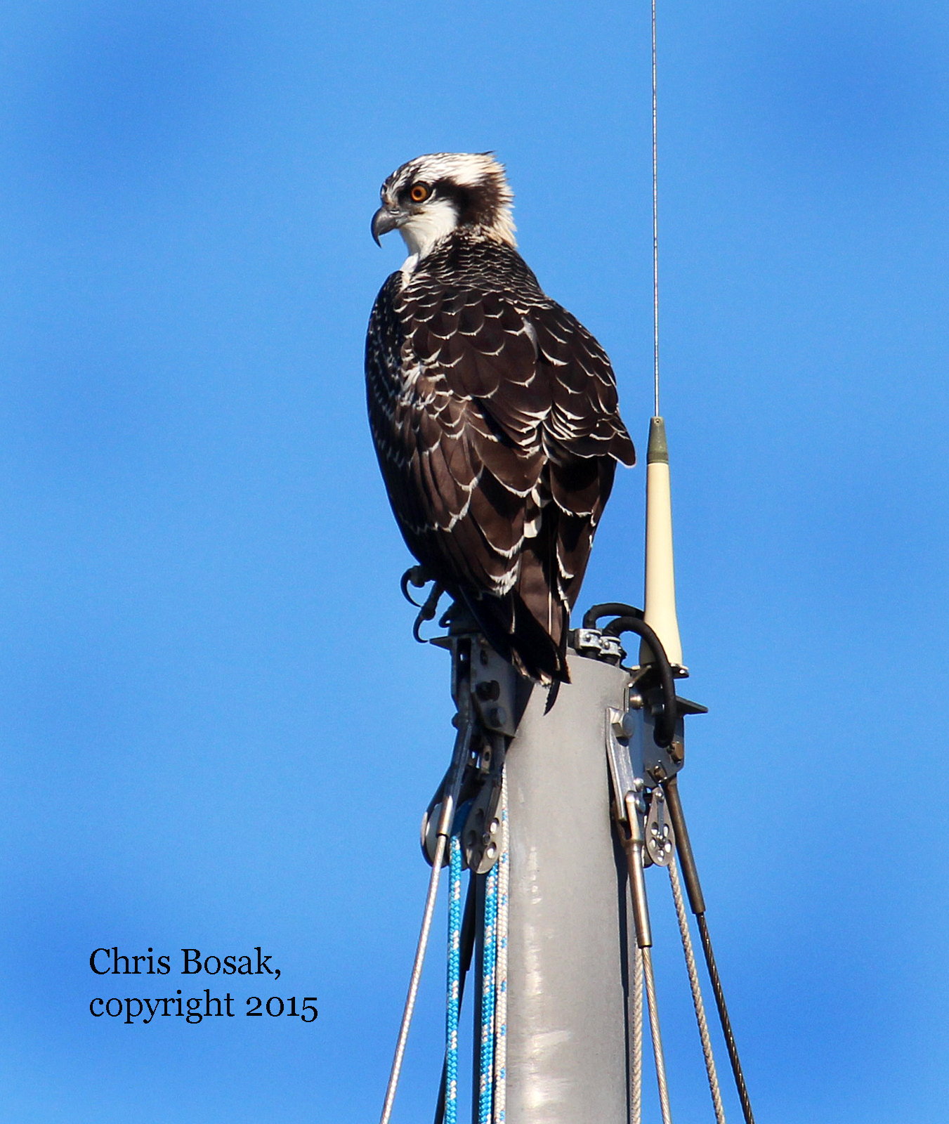 Photo by Chris Bosak A first-year Osprey sits on the top of a sailboat mast along the Norwalk River in Norwalk, Conn., summer 2015.