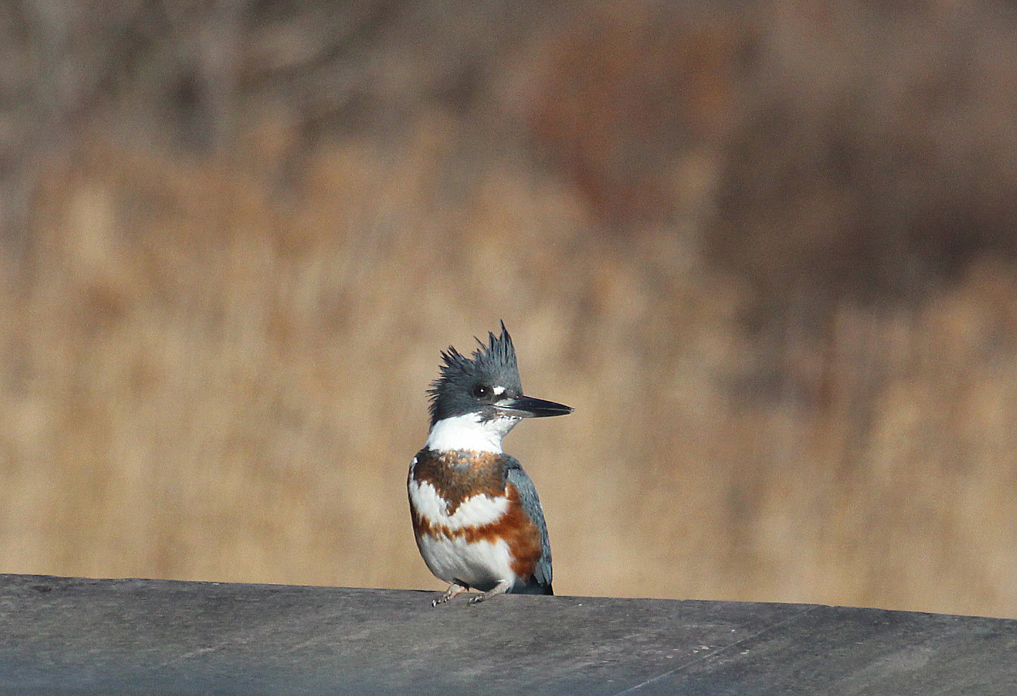 Hour photo/Chris Bosak A Belted Kingfisher seen near the Maritime Aquarium at Norwalk on Sunday during the annual Christmas Bird Count.