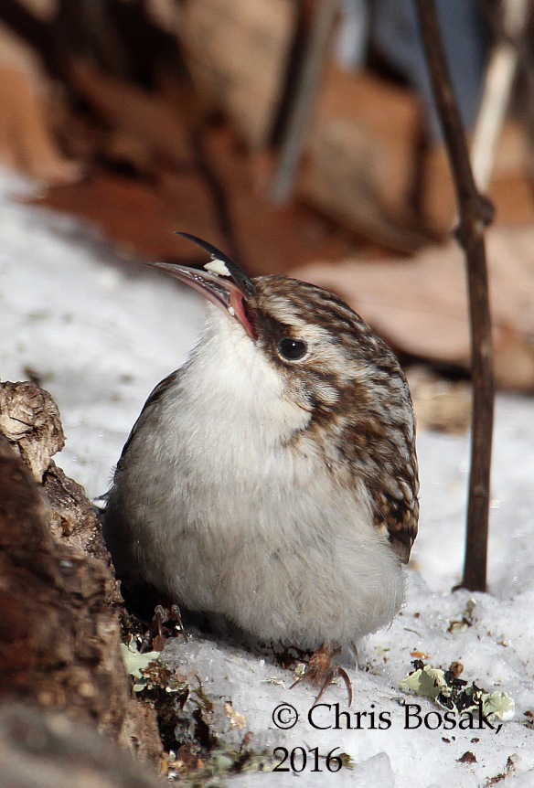 Photo by Chris Bosak A Brown Creeper finds food at the base of a tree during a cold snap in February 2016, Danbury, Connecticut.