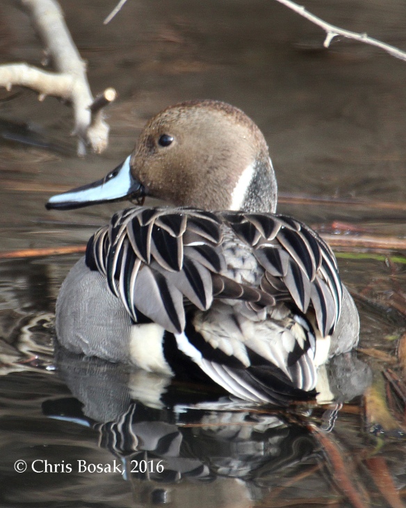 Photo by Chris Bosak A Northern Pintail swims in a small pond in Danbury, Conn., Jan. 2016.