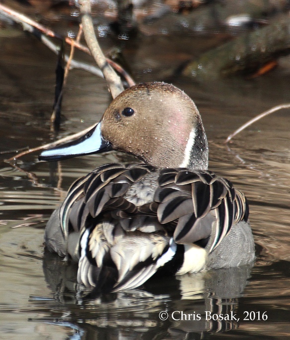 Photo by Chris Bosak A Northern Pintail swims in a small pond in Danbury, Conn., in Jan. 2016.