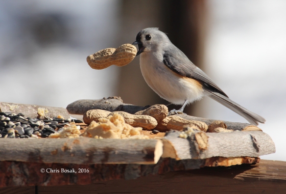 Photo by Chris Bosak A Tufted Titmouse takes a peanut from a new bird feeder in Danbury, Conn., March 2016.