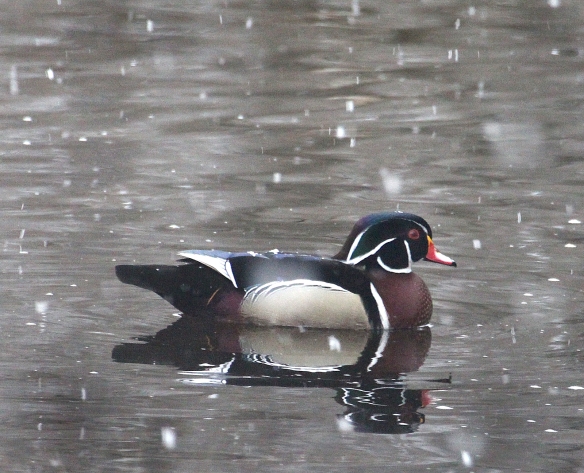 Photo by Chris Bosak A Wood Duck drake swims at Woods Pond in Norwalk, Conn., during an early April snow fall, 2016.