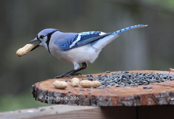 Photo by Chris Bosak A Blue Jay grabs a peanut from a feeder in Danbury, Conn., May 2016.