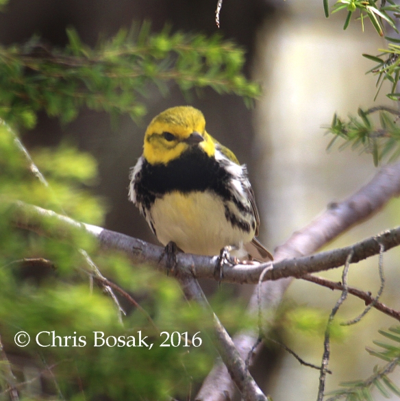 Photo by Chris Bosak A Black-throated Green Warbler perches in a tree in Danbury, Conn., spring 2016.