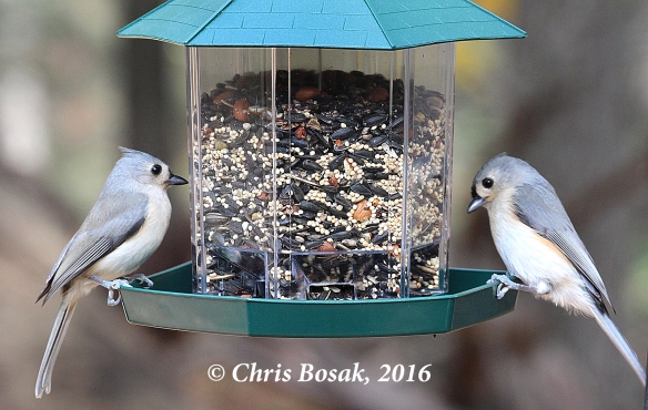 Photo by Chris Bosak A pair of Tufted Titmice visit a feeder during the Audobon Park My Bird Week media challenge in Danbury, Conn., in Nov. 2016. Both the feeder and seeds are from Audubon Park.