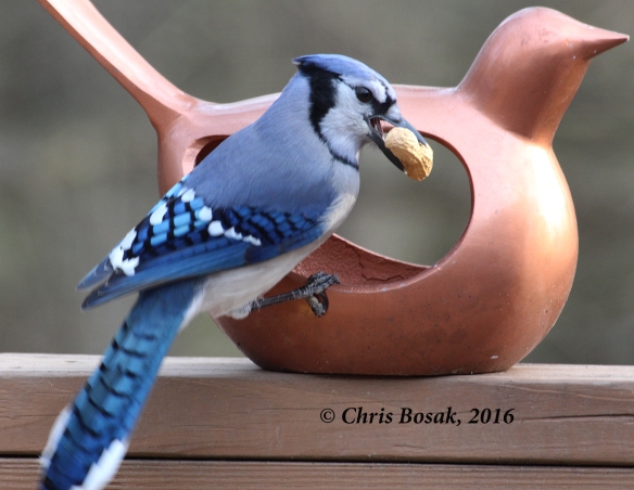Photo by Chris Bosak A Blue Jay grabs a peanut from a feeder in Danbury, Conn., Dec. 2016.
