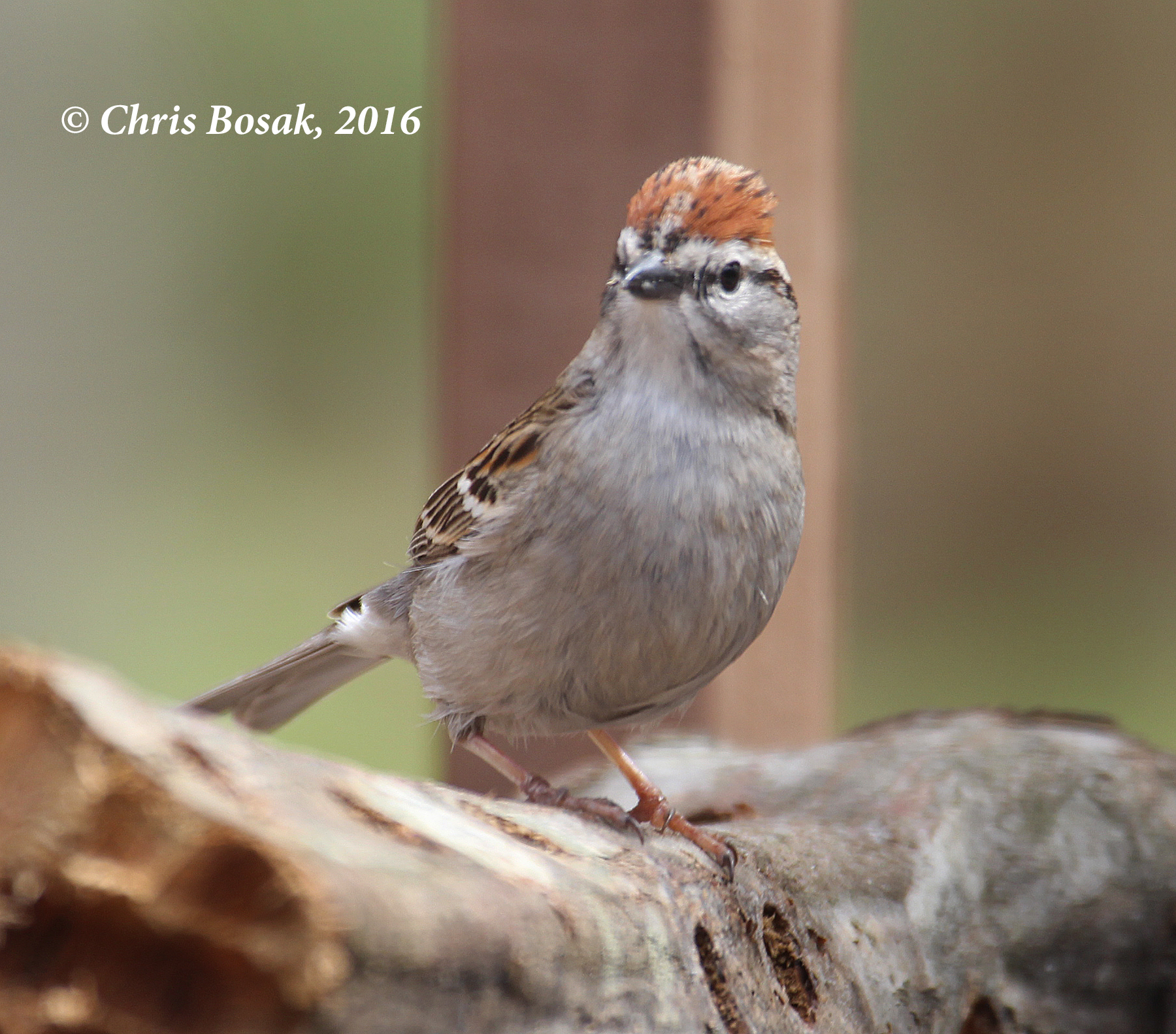 Photo by Chris Bosak A Chipping Sparrow raises its crest while standing on a log in Danbury, Conn., summer2016.