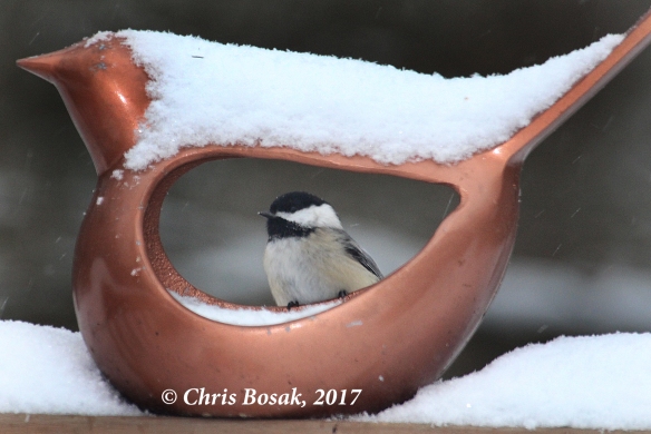 Photo by Chris Bosak A black-capped chickadee checks out a feeder during a snowstorm in Feb. 2017.