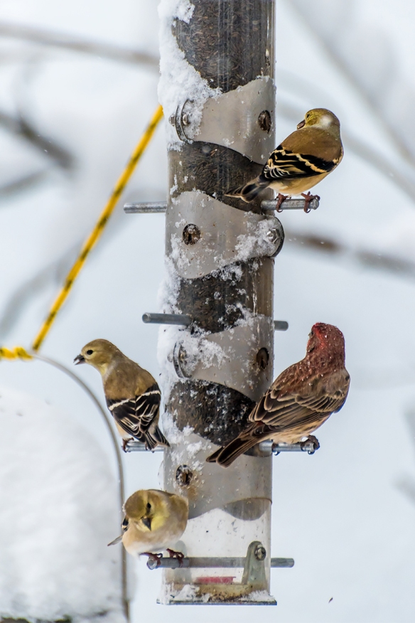 Jason Farrow of Norwalk, Conn., captured this great shot of American goldfinches and a house finch.