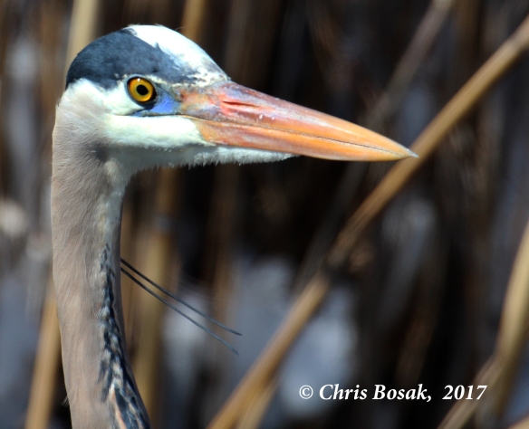 Photo by Chris Bosak A Great Blue Heron stands in a pond in Danbury, Conn., March 2017.