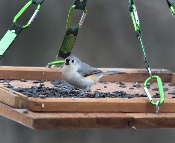 Photo by Chris Bosak A tufted titmouse perches on a homemade birdfeeder in Danbury, Conn., March 2017.
