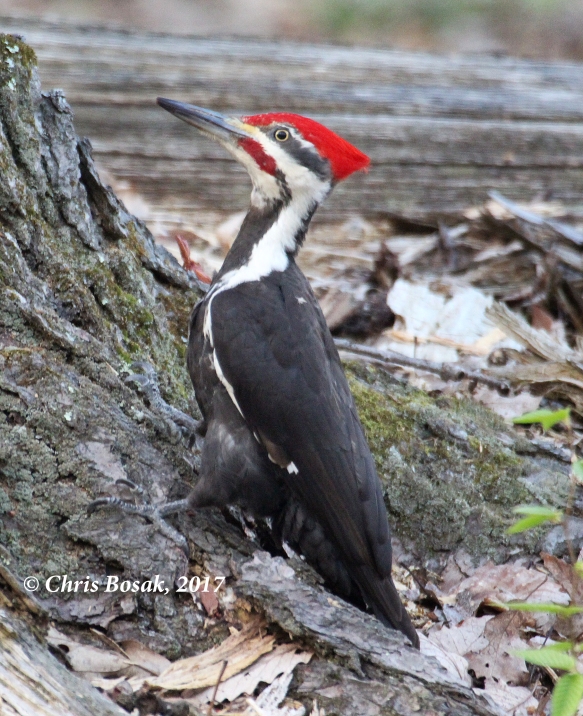 Photo by Chris Bosak A pileated woodpecker looks for insects at the base of a tree at Merganser Lake in Danbury, Conn., April 2017.