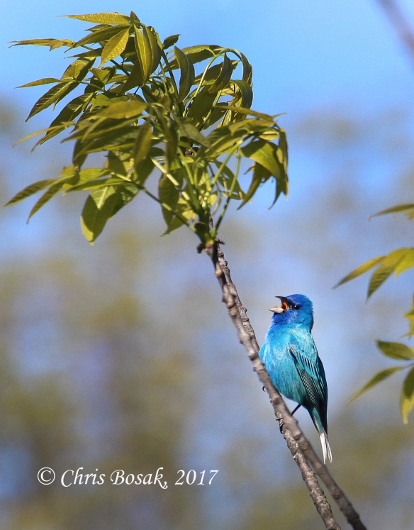 Photo by Chris Bosak  An indigo bunting sings from a branch in Ridgefield, Conn., in spring 2017.