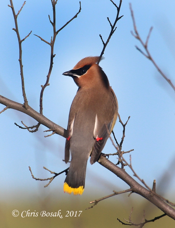 Photo by Chris Bosak A cedar waxwing perches on a branch in Brookfield, Conn., spring 2017.