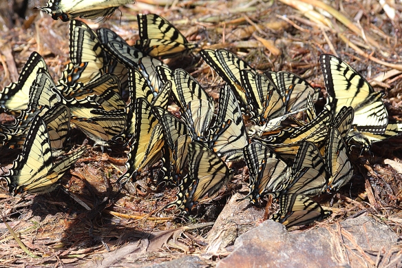 Photo by Chris Bosak Tiger Swallowtails gather at the edge of the pond at Deer Mountain Campground in Pittsburg, N.H., in summer 2017.