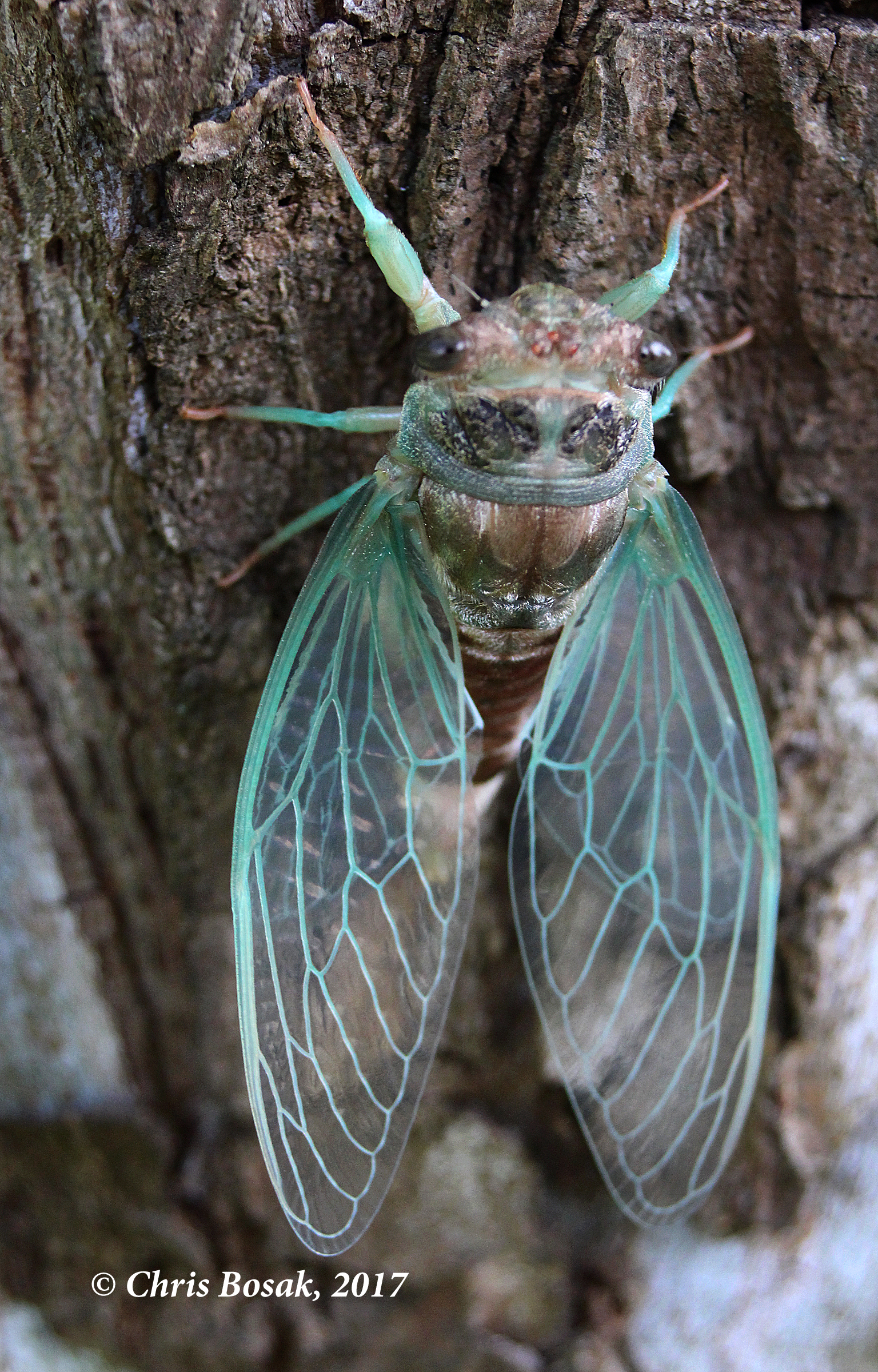 Photo by Chris Bosak A cicada emerges from its nymph exoskeleton on a tree in Danbury, Conn., summer 2017.
