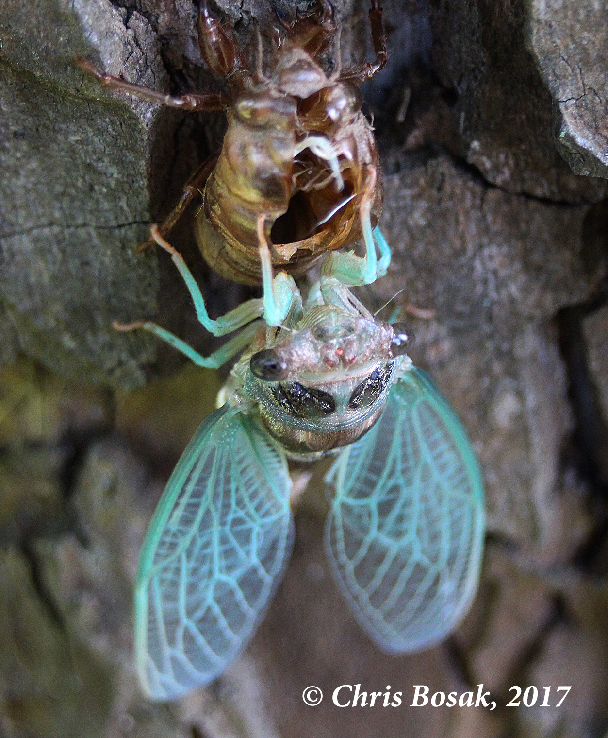 Photo by Chris Bosak A cicada emerges from its nymph exoskeleton on a tree in Danbury, Conn., summer 2017.