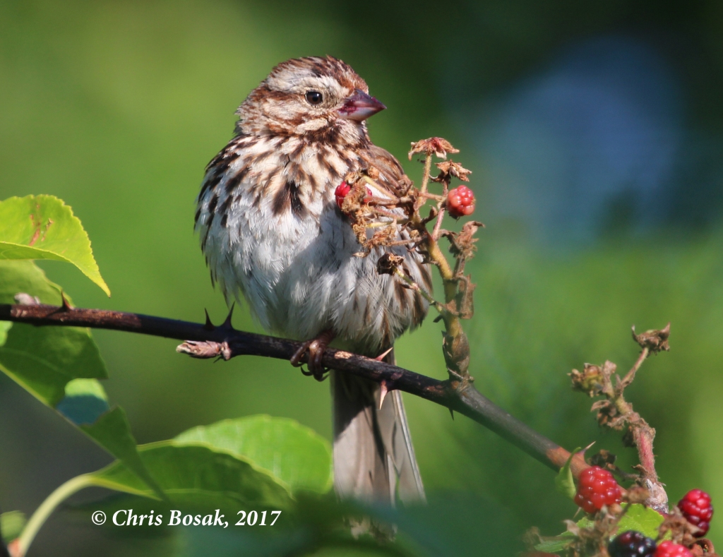 Photo by Chris Bosak A song sparrow eats berries at Dolce Center in Norwalk, Conn.