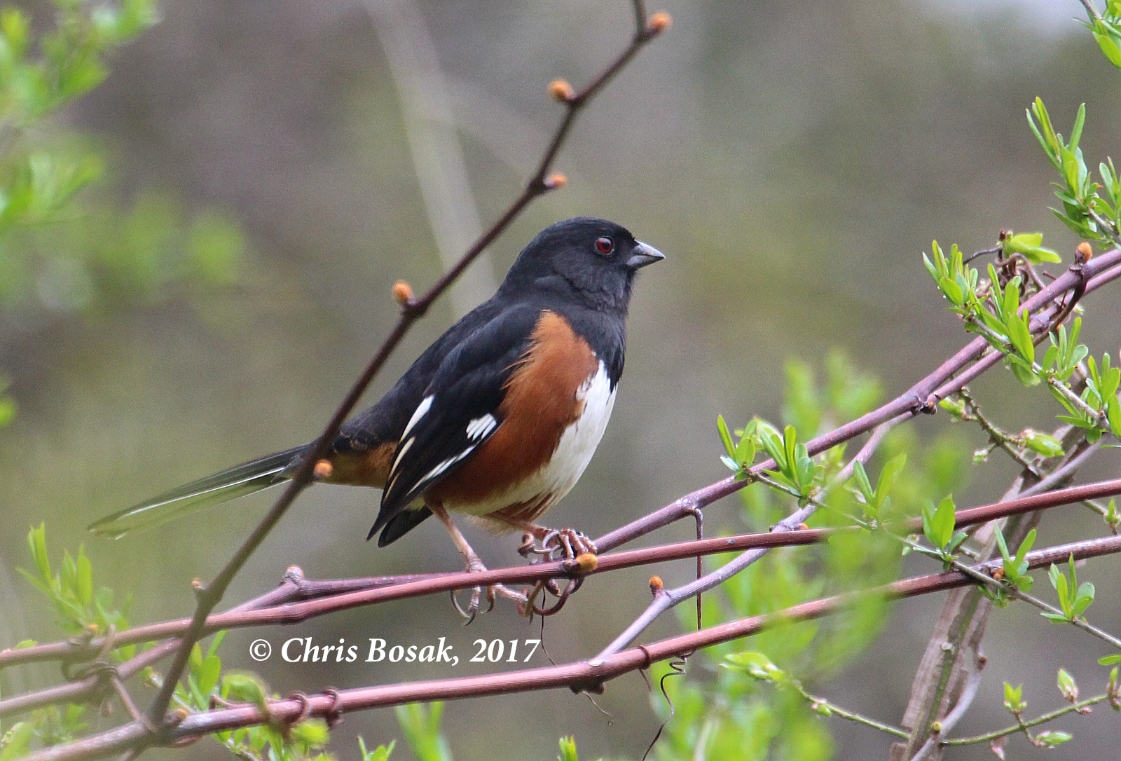 Photo by Chris Bosak An eastern towhee perches in thick brush in Ridgefield, Conn., spring 2017.